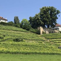 Die Region Vully am Murtensee – im Bild die Rebberge von Salavaux – ist die einzige interkantonale Weinappellation der Schweiz.