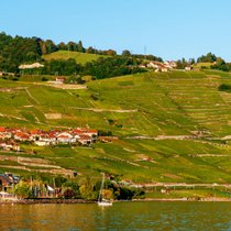 Die alte Gamay-Varietät Plant Robert wird ausschliesslich im Lavaux und hier vor allem in der Region von Cully angebaut.