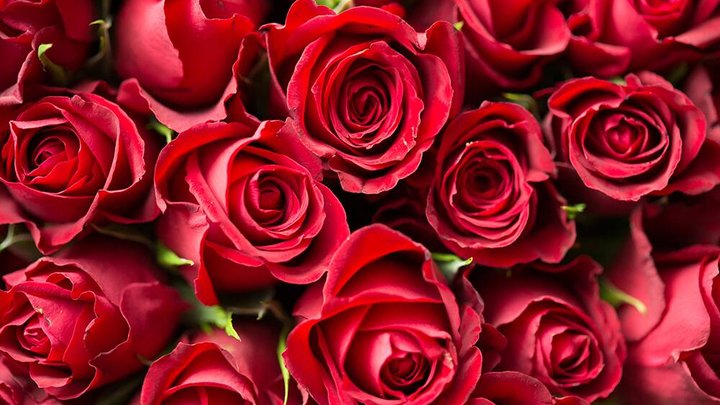 valentinstag-rosen.jpg