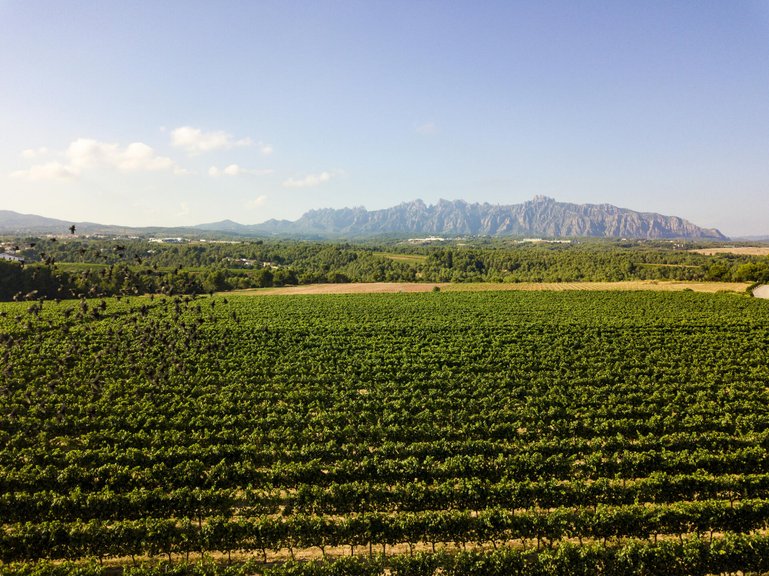 Weinbau findet in Katalonien vom Meer bis zu den Bergen statt.