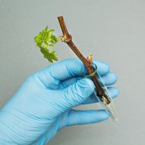 Rebsorten, die weniger empfindlich auf Pilzkrankheiten sind, gibt es schon seit über hundert Jahren. Wegen der Kupferproblematik im Bio-Weinbau gewinnen die «Piwis» immer mehr an Bedeutung.