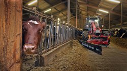 Mehr als nur Heu: Kühe bekommen auch Vitamine. Zudem hat DSM-Firmenich ein Produkt im Portfolio, das den Ausstoss von Methan reduziert.