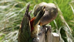 Keas: Viele Tiere bereiten sich spielend auf Notfälle vor.  CC/Flickr