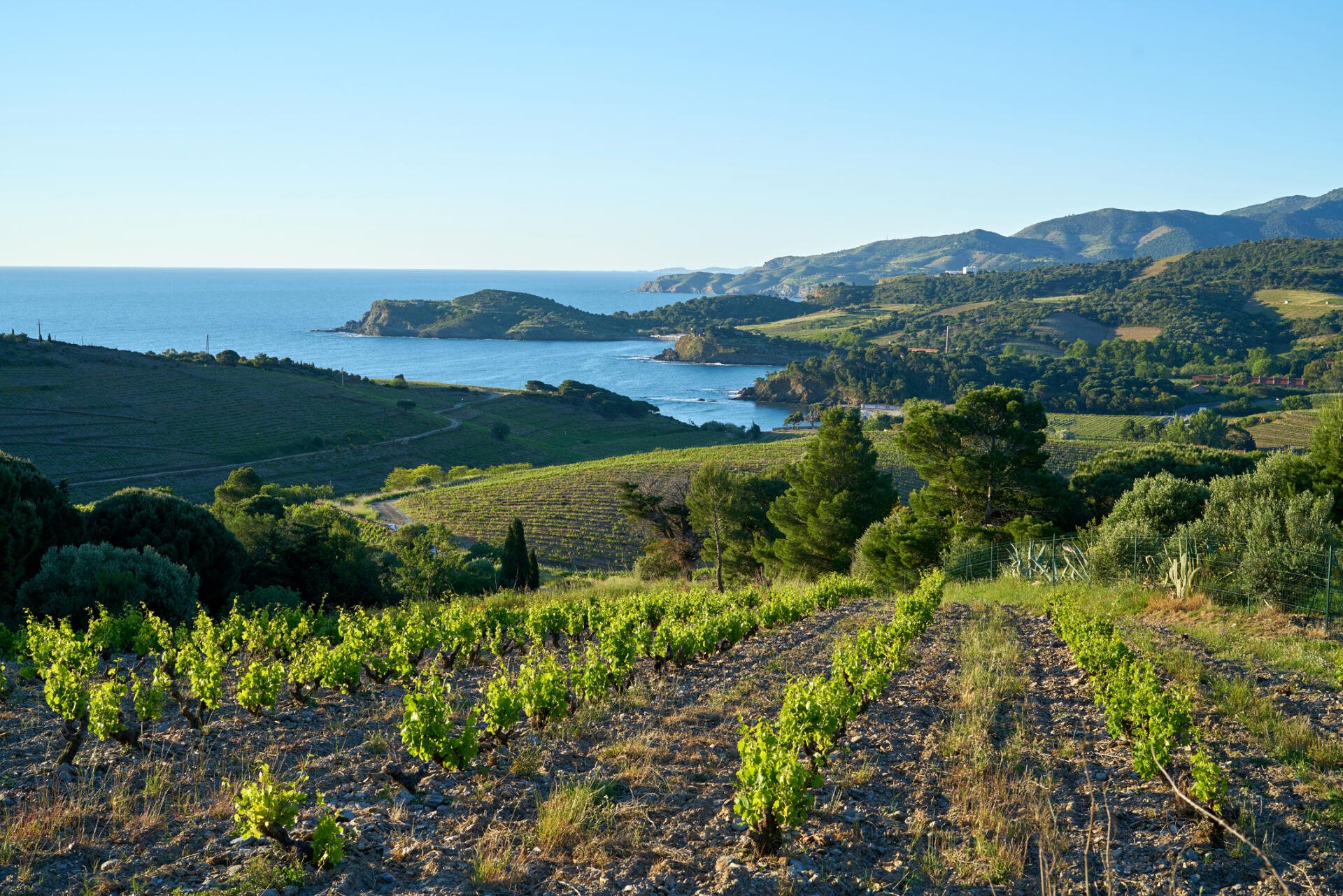 Côte Vermeille heisst die Mittelmeerküste südlich-westlich von Perpignan bis zur spanischen Grenze. Im Hinterland werden die spannenden Süssweine der AOC Banyuls gekeltert.