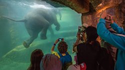 SANFTE RIESEN Im Elefantenpark des Zoos Zürich kann man die Dickhäuter bestaunen – und erfährt, wie sich der Zoo seit zehn Jahren für den Schutz von wild lebenden Elefanten engagiert.