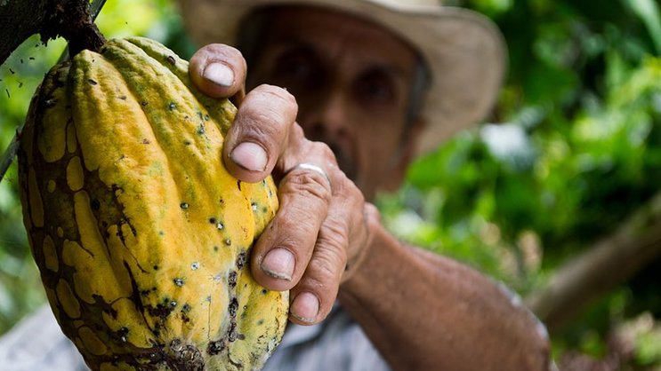 Erntereif: Bei Barry Callebaut wächst der Absatz - noch. Pexels
