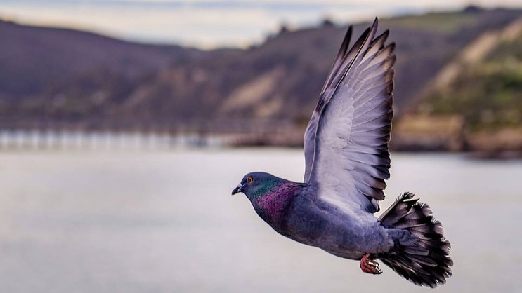 An einer Auktion wurde der höchste Preis für einen Vogel bezahlt – 1,7 Millionen Franken. (Symbolbild)