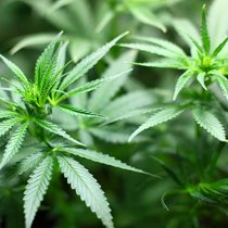 Cannabis: Die Schweizer Sicpa will von der Legalisierung profitieren. Pixabay