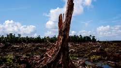 Die Kosten des billigen Snacks: Für eine Palmölplantage gerodetes Waldstück eines früheren Nationalparks auf Borneo (Indonesien).