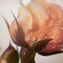 Die Rose de Granville ist ein kleines Wunder der Widerstandskraft, mit heilenden und beruhigenden Wirkstoffen.