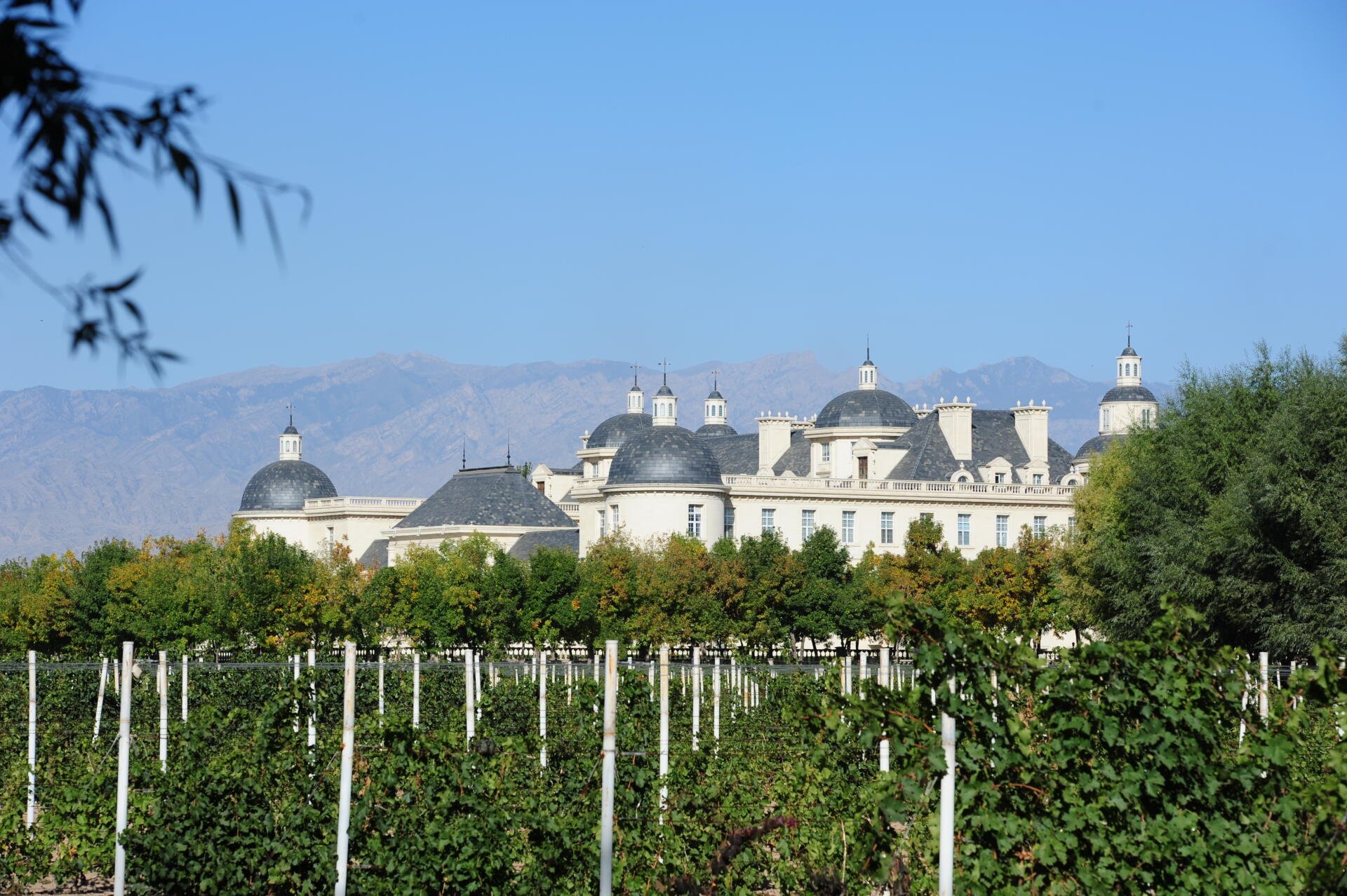 Auf Château Changyu Moser XV werden rund 250 Hektar Cabernet Sauvignon auf einer Höhe von 1'200 Meter über Meer angebaut. Weil es im Winter bis zu minus 25 Grad kalt wird, werden die Rebstöcke zu ihrem Schutz eingegraben.