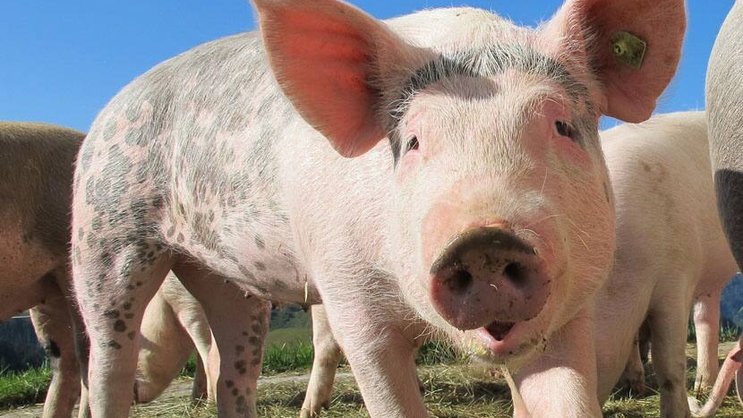 Das Schwein wird der UBS zum Verhängnis in China.