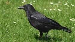 Gute Orientierung: Rabenkrähen finden ihre vergrabenen Nüsse immer wieder. Wikimedia Commons/CC