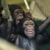 Der tierische Humor ist einfach. Er besteht nur aus Slapstick und Comedy.