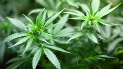 Cannabis: Die Schweizer Sicpa will von der Legalisierung profitieren. Pixabay