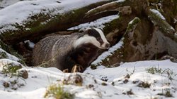 Ungleiche Koalition: Der Dachs wird am Ende gefressen.