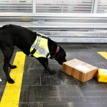 Ein Drogenhund der Schweizer Grenzwache beschnüffelt Briefe und Päckchen.