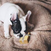 Weihnachten: Auch Hunde können sich immer öfter über Geschenke freuen.