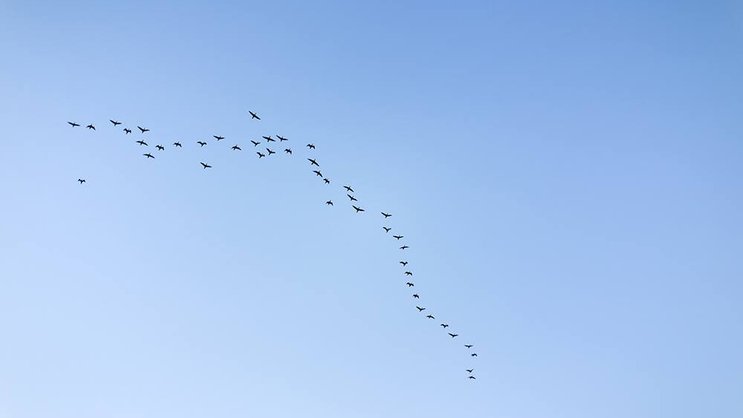 Vogelzüge in V-Formation: Die Chefs des Schwarms ändern je nach Situation. Pixabay
