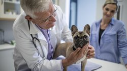Für viele Menschen sind Hunde und Katzen wichtige Begleiter.