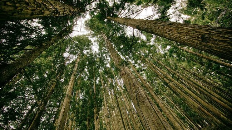 Wald: Wirtschaftlicher Erfolg und Nachhaltigkeit sind kein Gegensatz. Pixabay