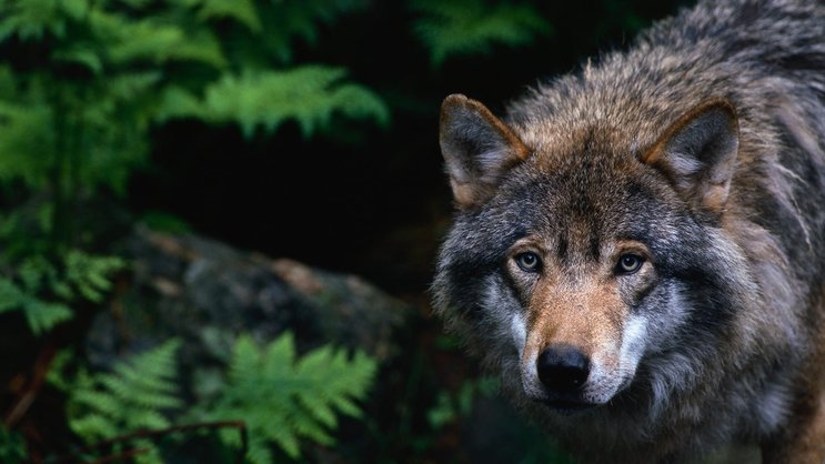 Gemäss neuerer Managementliteratur ein Vorbild: der Wolf.
