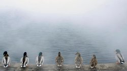 Gewohnheitstiere: Nicht nur Enten sondern auch Menschen klammern sich gerne an Gewohnheiten.Keystone