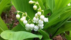 Maiglöckchen sind ein Zeichen für den Frühling - sind es fallende Aktienkurse auch?