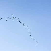 Vogelzüge in V-Formation: Die Chefs des Schwarms ändern je nach Situation. Pixabay