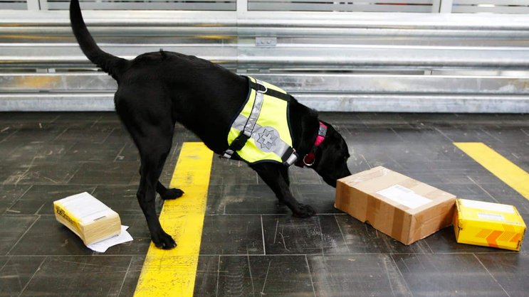 Ein Drogenhund der Schweizer Grenzwache beschnüffelt Briefe und Päckchen.