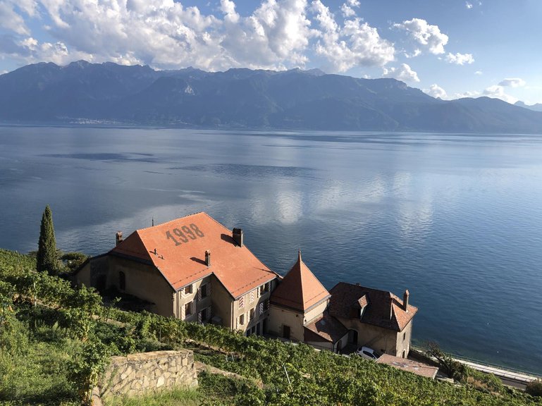 Weinlese auf dem Clos des Abbayes, das der Stadt Lausanne gehört. Was für eine Aussicht!