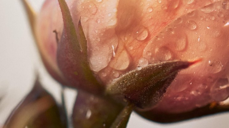 Die Rose de Granville ist ein kleines Wunder der Widerstandskraft, mit heilenden und beruhigenden Wirkstoffen.