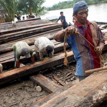 Regelwerke allein werden die Umwelt nicht retten: Illegale Abholzung in der Provinz Aceh Besar in Indonesien.