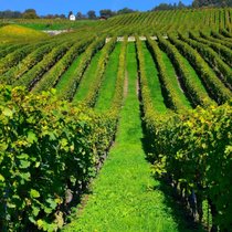 Der Gamaret wurde in der Waadt «geboren» bzw. aus Gamay und Reichensteiner gekreuzt. Die grösste Fläche nimmt er mit 146 Hektar in seinem Heimatkanton ein (im Bild die Waadtländer Côte).