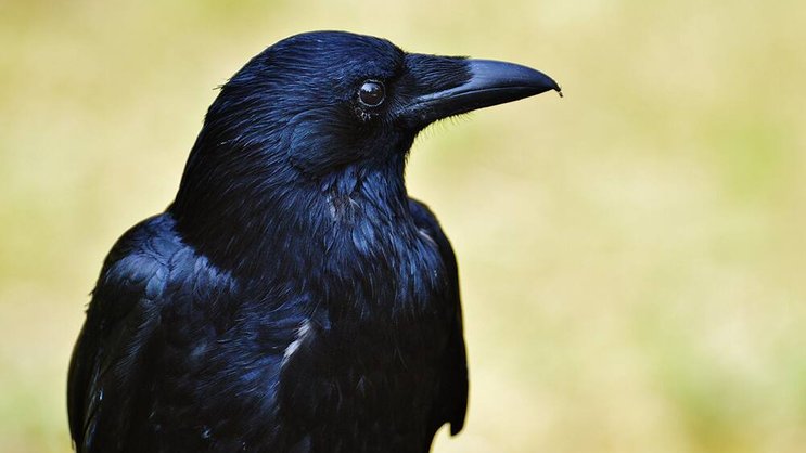 Krähe: Der schwarze Vogel kann denken und handeln. Pixabay