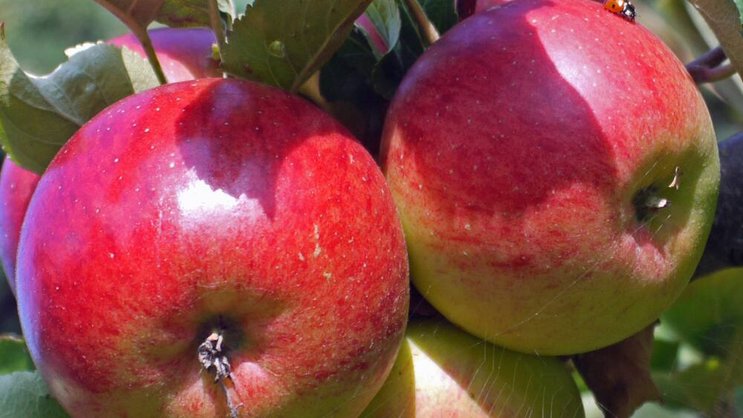 Apfel als Lichtspeicher: Die Qualität hängt vom gespeicherten Sonnenlicht ab.David Wright/CC/flickr