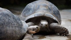 Riesenschildkröten: Warten bis zum ersten Sex ein paar Jahrzehnte ab. Keystone