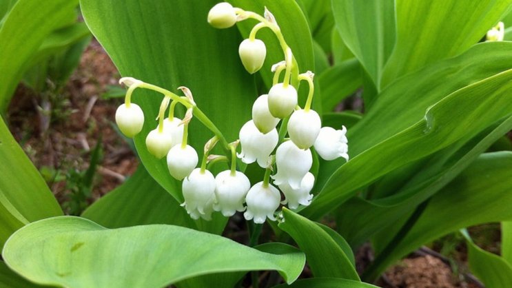 Maiglöckchen sind ein Zeichen für den Frühling - sind es fallende Aktienkurse auch?