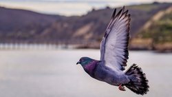 An einer Auktion wurde der höchste Preis für einen Vogel bezahlt – 1,7 Millionen Franken. (Symbolbild)