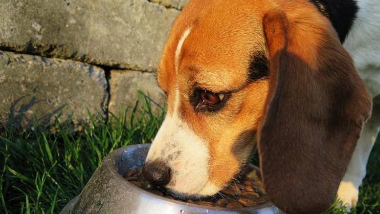 Hundefutter: Immer häufiger ohne Gluten. Pexels
