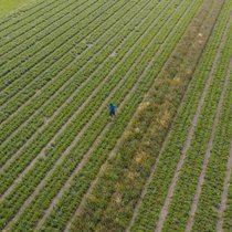 Blühstreifen dienen dem Erhalt der Tierwelt und der Biodiversität.