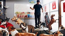 «Bring Your Dog Day» bei Zynga: Der Firmenname geht direkt zurück auf «Zinga», die verstorbene  Bulldogge des Firmengründers.