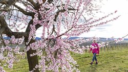 Weinwandern im Frühling: Die Reben zeigen schüchterne Ansätze von jungen Blättchen, aber Bäume und Blumen zwischen den Rebzeilen blühen um die Wette.