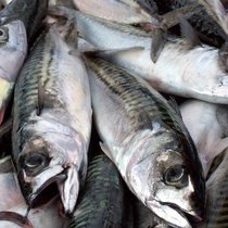 Makrelen: Meere und Seen können die Nachfrage künftig nicht mehr befriedigen.   Keystone