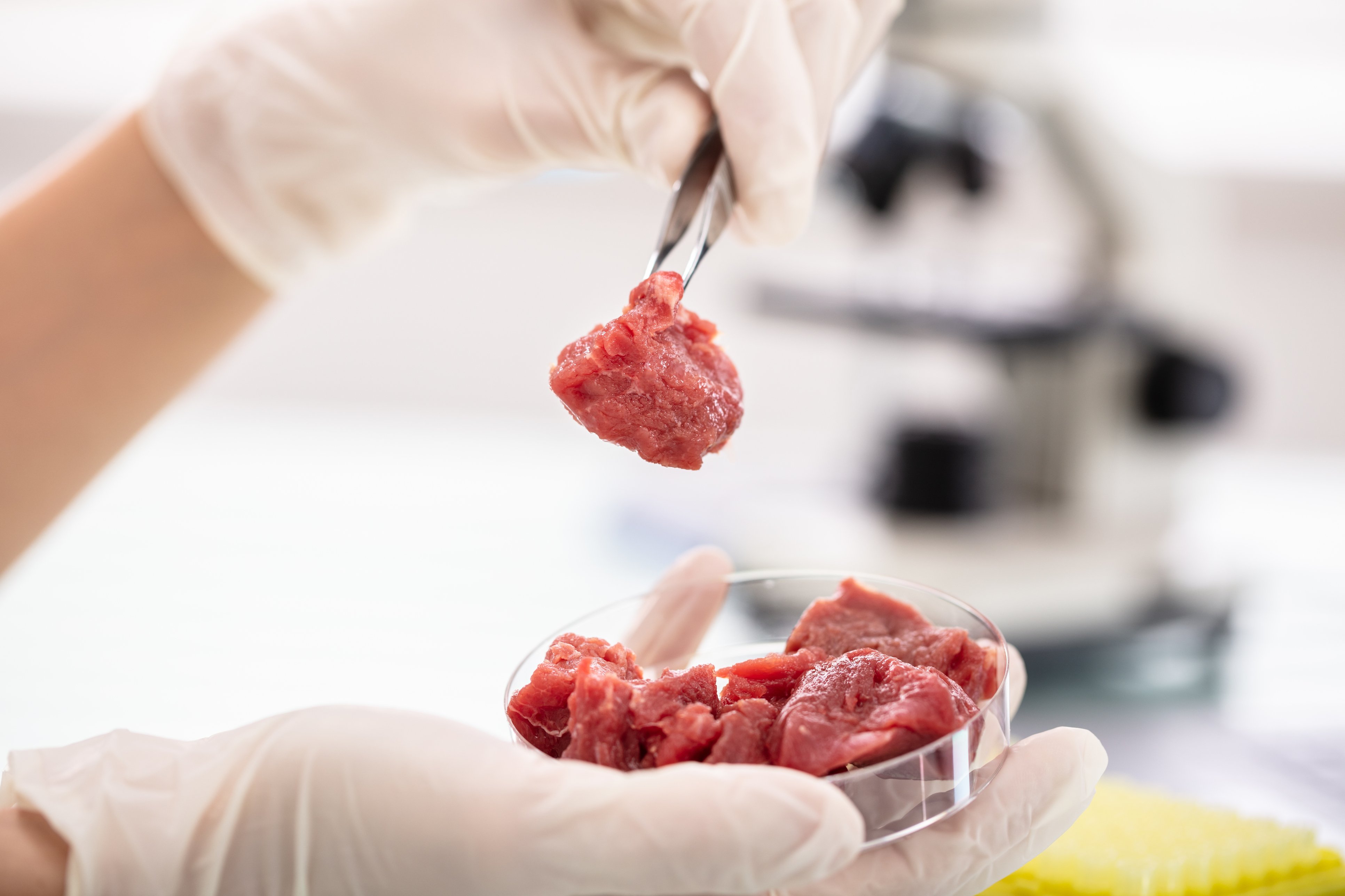Fleisch aus dem Bioreaktor