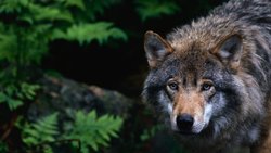 Gemäss neuerer Managementliteratur ein Vorbild: der Wolf.