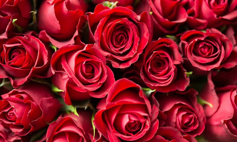 valentinstag-rosen.jpg
