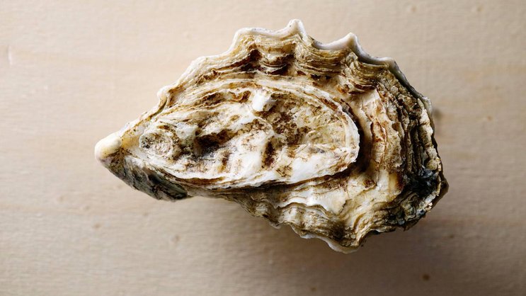 Glitschig oder göttlich? Hinter der felsenharten Schale verbergen sich ein Geruch und ein Geschmack wie ein Tag am Meer.
