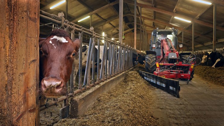Mehr als nur Heu: Kühe bekommen auch Vitamine. Zudem hat DSM-Firmenich ein Produkt im Portfolio, das den Ausstoss von Methan reduziert.