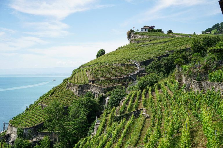 Hier ist Handarbeit angesagt: In den durch Mauern und Treppen unterteilten Rebterrassen des Lavaux ist eine Mechanisierung nicht möglich.
